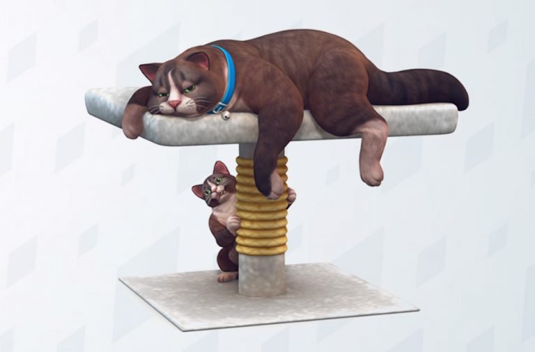 TEST: ¿Cuál es el tipo de gato que tendrías según tu personalidad?