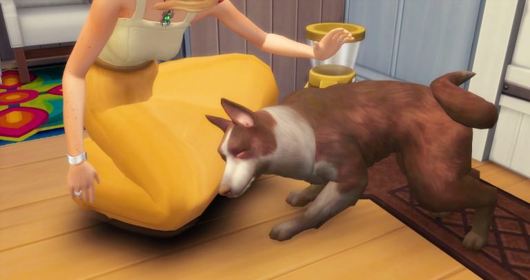 Ayuda: ¿Cómo curar a las mascotas enfermas que no tienen hogar?