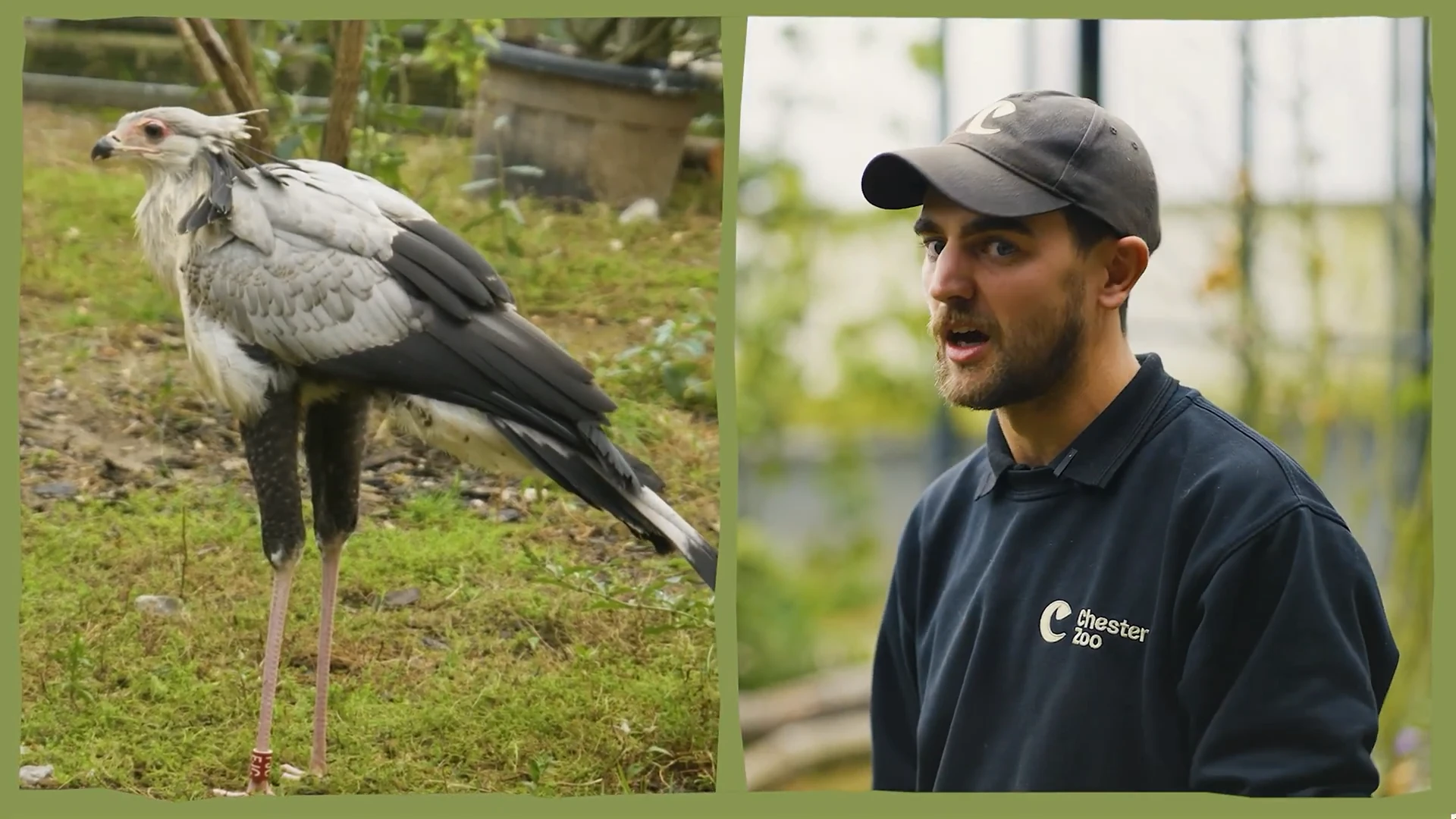 Un secretario y un cuidador de Chester Zoo durante el reportaje.