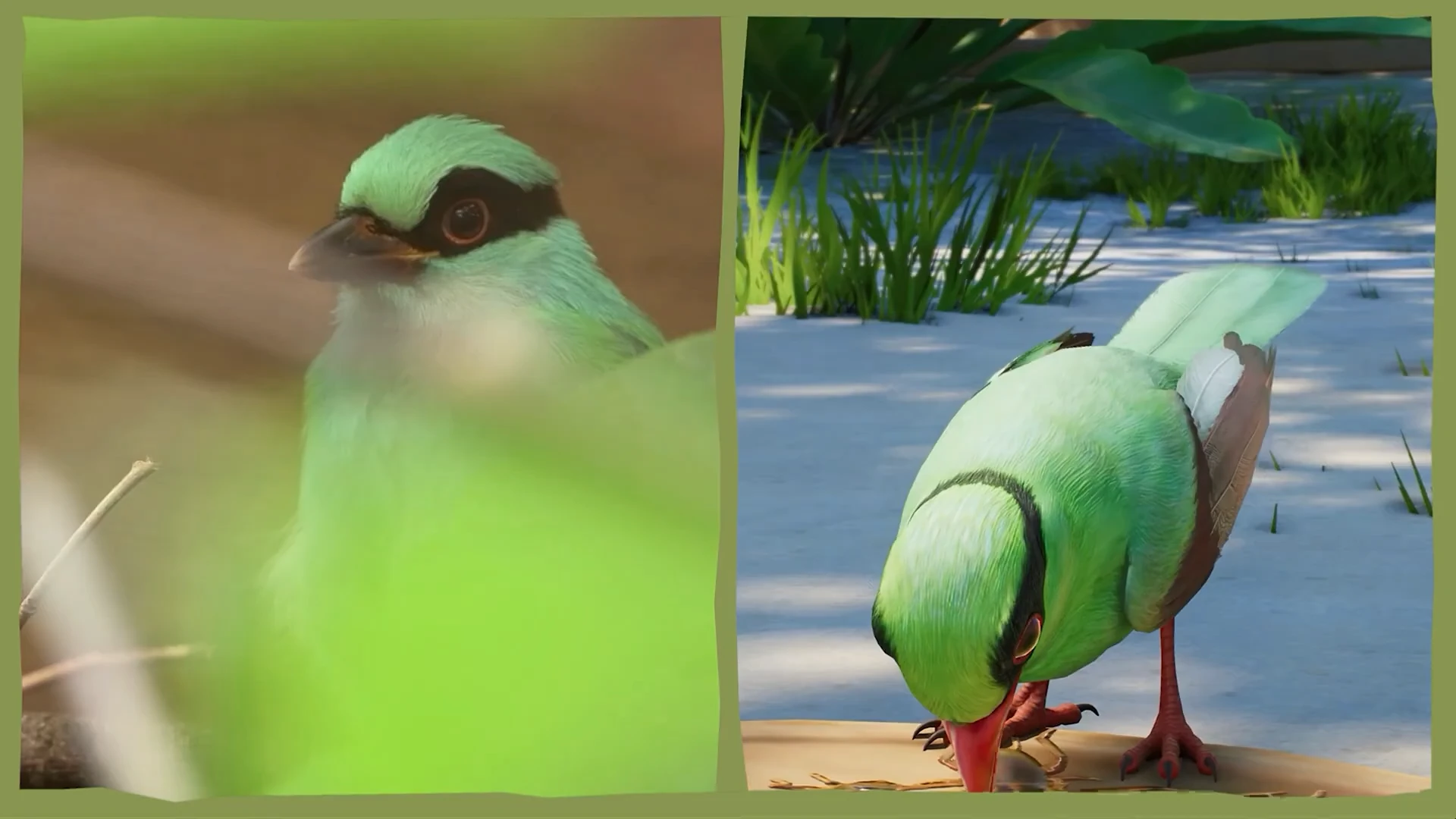 Una urraca verde de Java real junto a su representación en Planet Zoo 2.